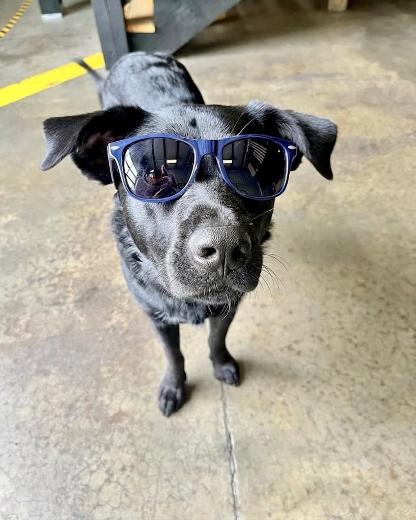Bailey The Brewery Dog wearing blue sunglasses